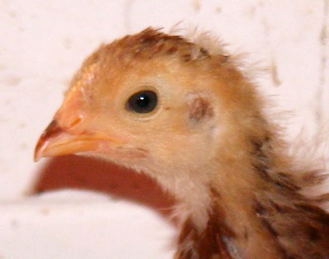 newsilkies2013.jpg