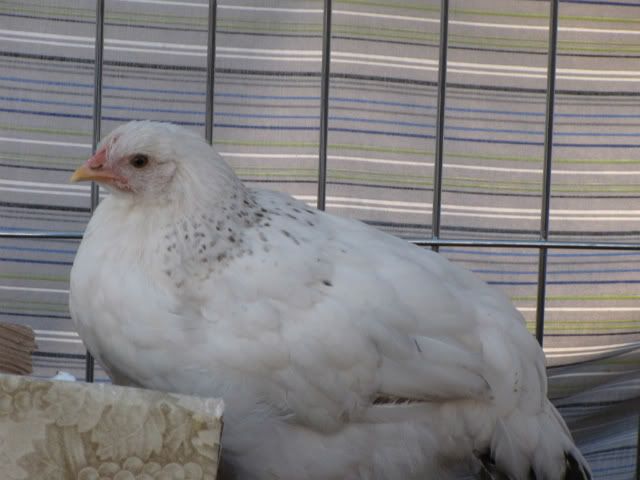 IMG_1346.jpg