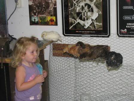 chicks004.jpg