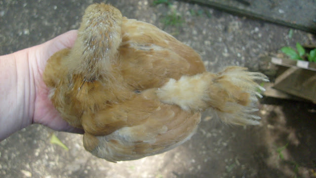 S6306854.JPG