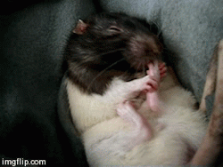 tumblr_mx384intf51s8mgkyo1_250.gif