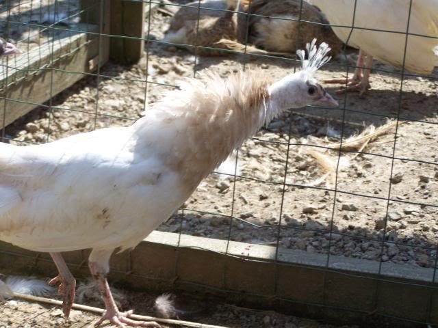 birds175.jpg
