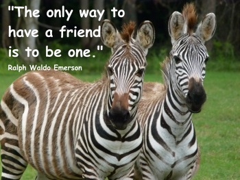 QuoteZebraEmerson.jpg