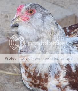 chicksnroosters009-1.jpg