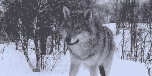 tumblr_m00stosNEm1r6k31zo1_500.gif