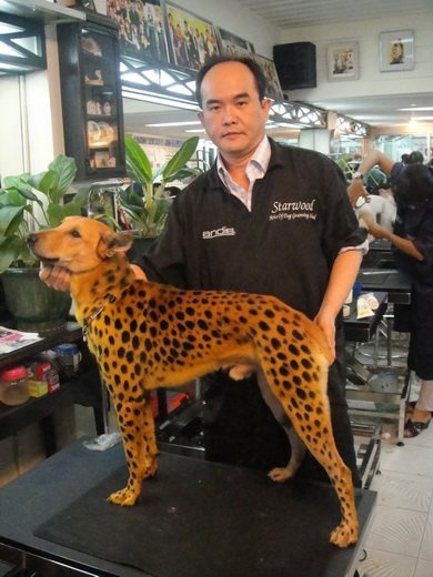 555b8b8721351582050c0db4954a514f--good-job-leopard-prints.jpg