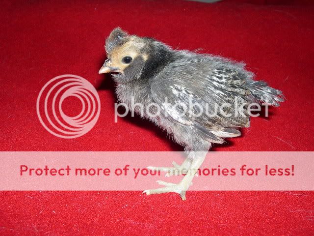 mohawk.jpg