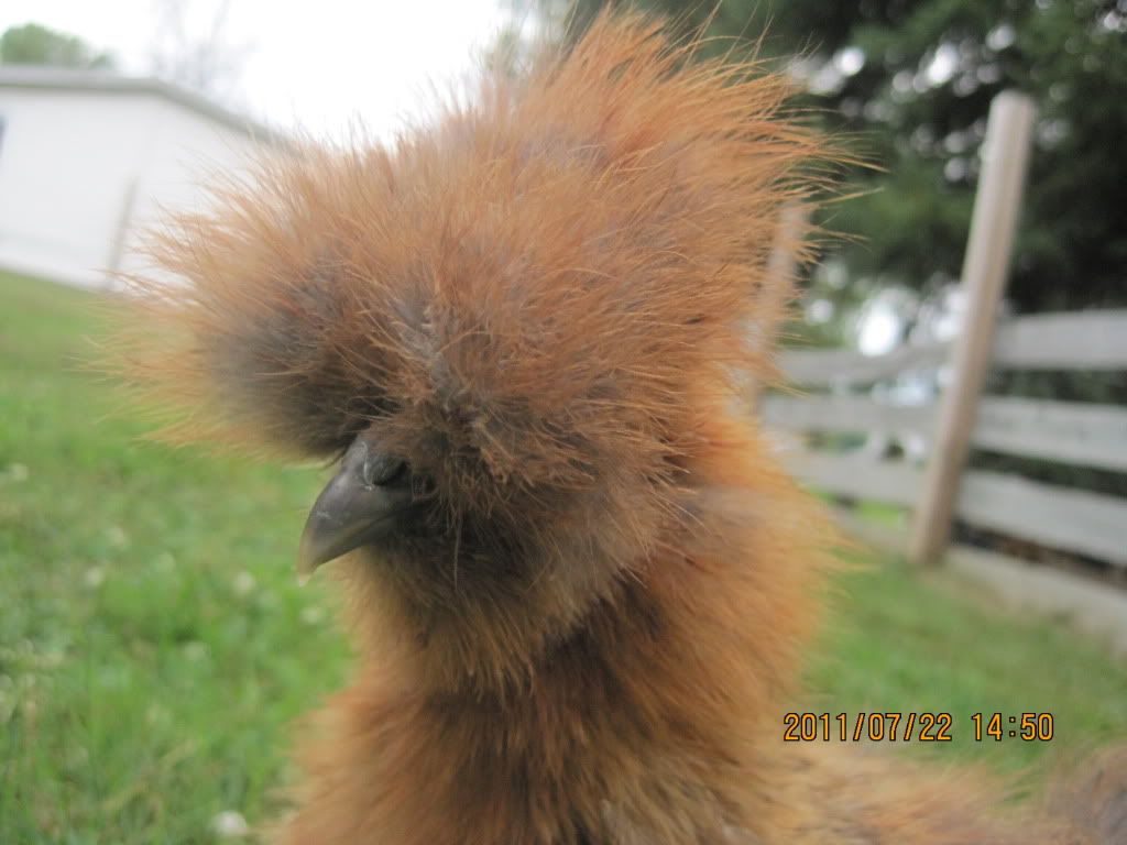 newchickens031.jpg