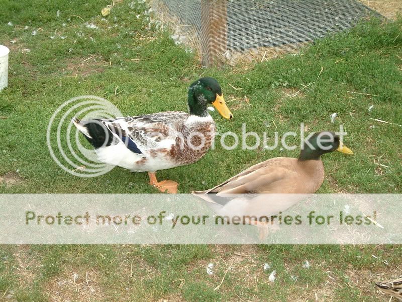 duckduckduck039.jpg