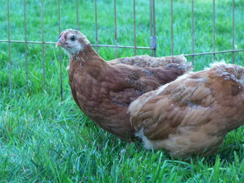 secondhatchchicks021.jpg