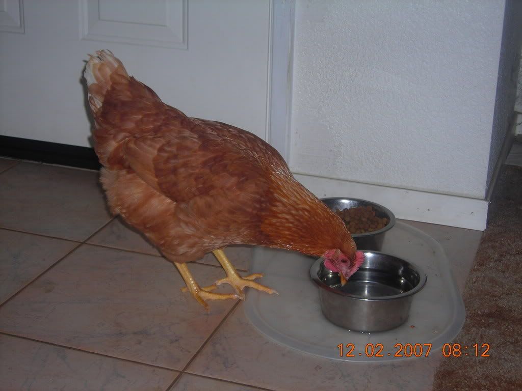 DSCN1527.jpg