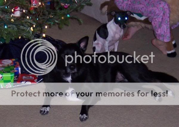 Cleo-Nimble_Xmas05.jpg