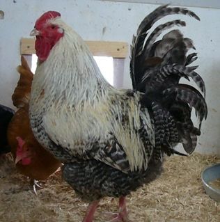 2-7-08023.jpg