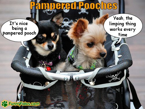 funny-dog-picture-pampered-pooches.jpg