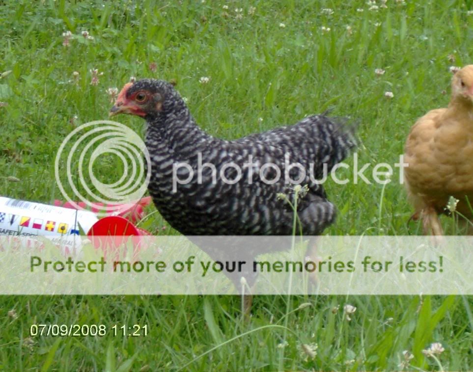 2008_0709chickens6wks0029.jpg