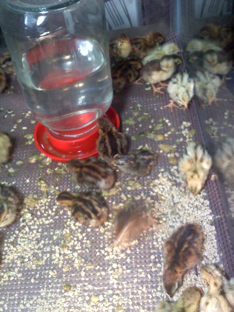 quail1.jpg