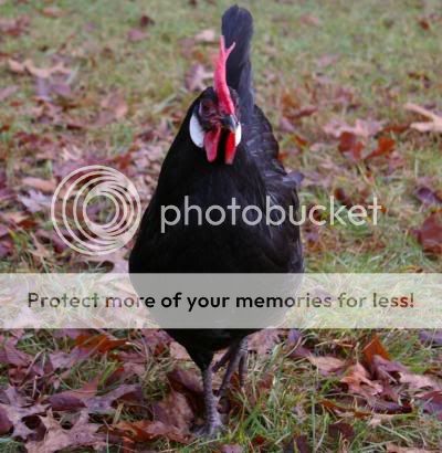chicks1.jpg