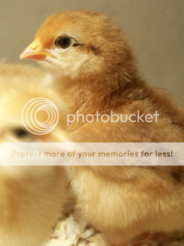 Ourfirsthatchchicks015.jpg