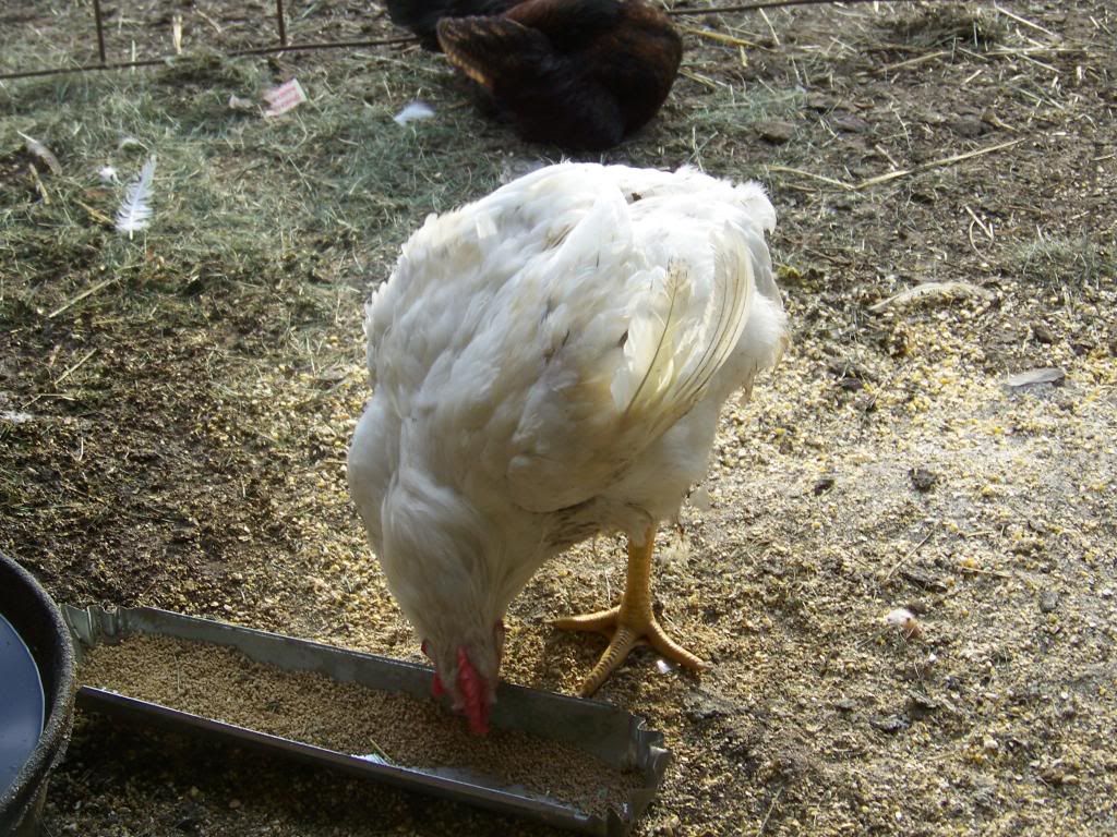 100_2567.jpg