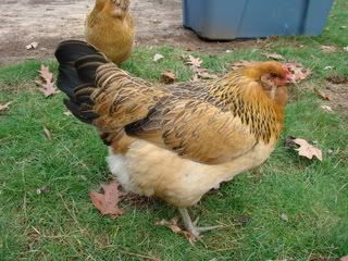 Chicking_Sexing019.jpg
