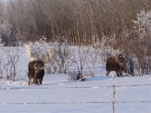 moose1.jpg