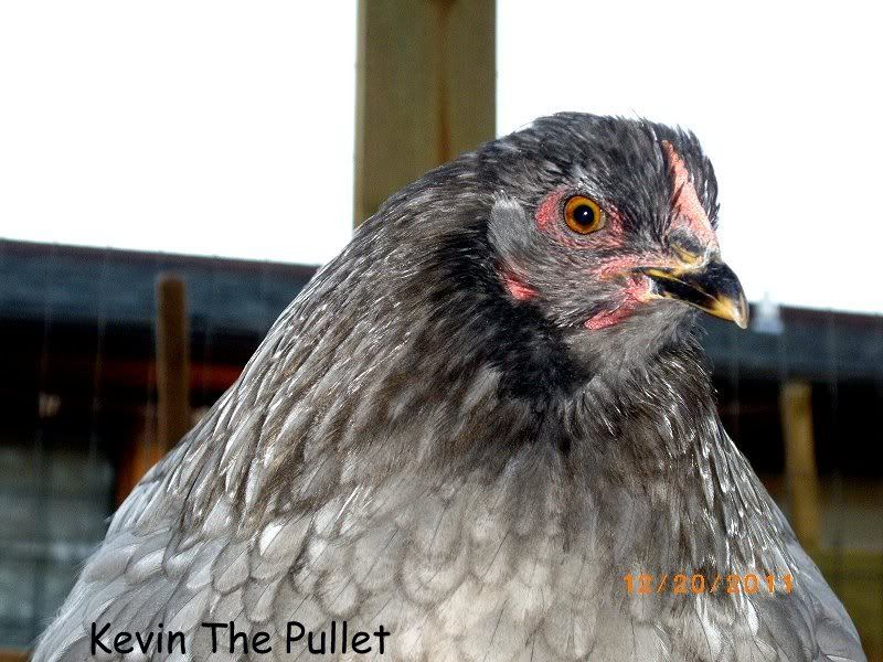 Kevin-1.jpg