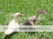 ducks.jpg
