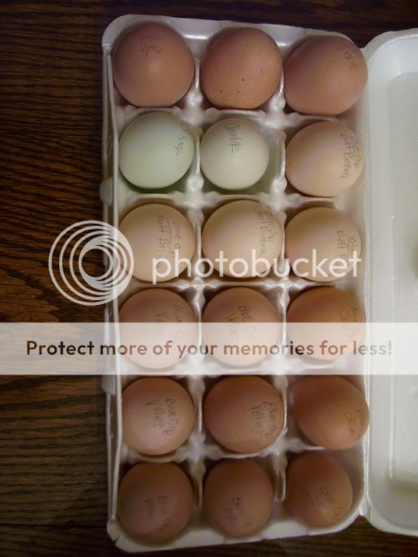 Eggs003.jpg