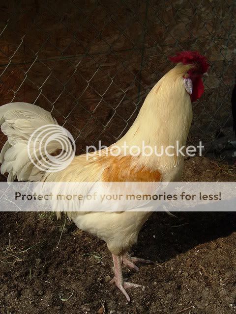 chickens021.jpg