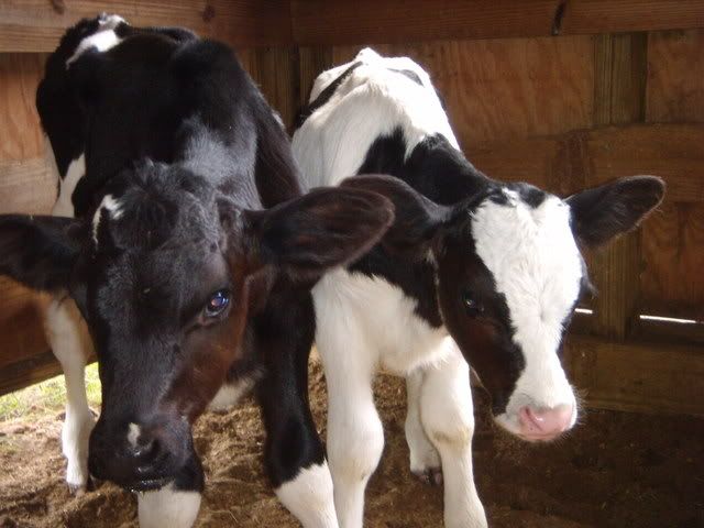 calves009.jpg