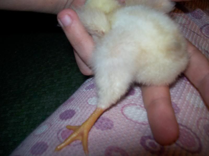 buildingandchicks066.jpg