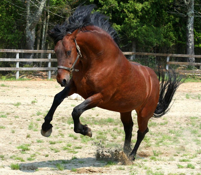 Stallion_by_tidesend.jpg