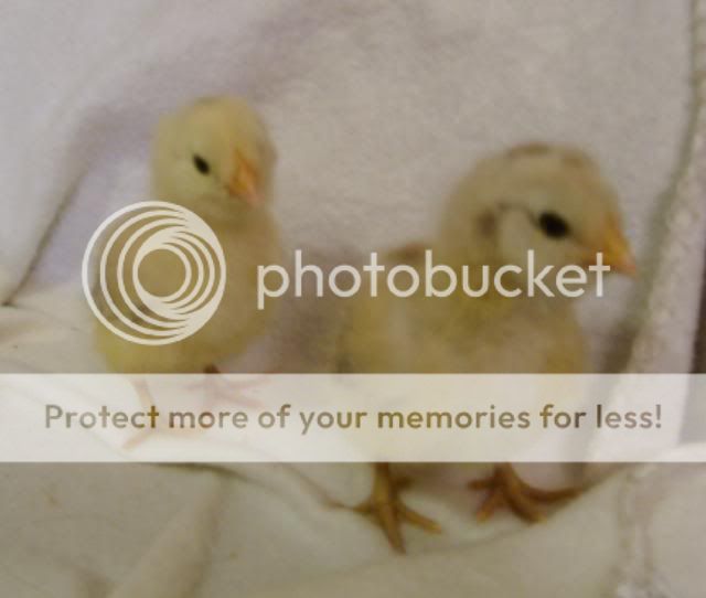 babychicks027.jpg