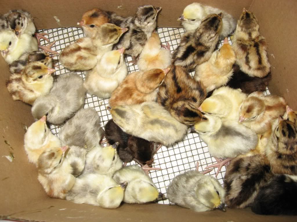1rbchicks34.jpg