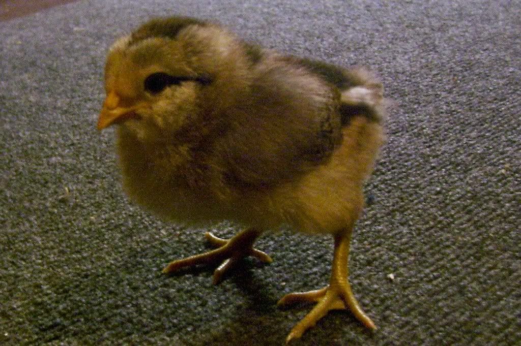 leghorn2.jpg