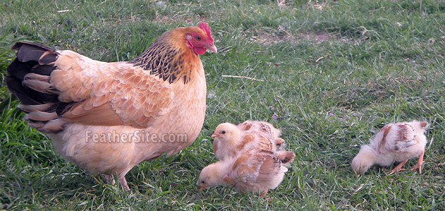BuffSusBtyHChix.JPEG
