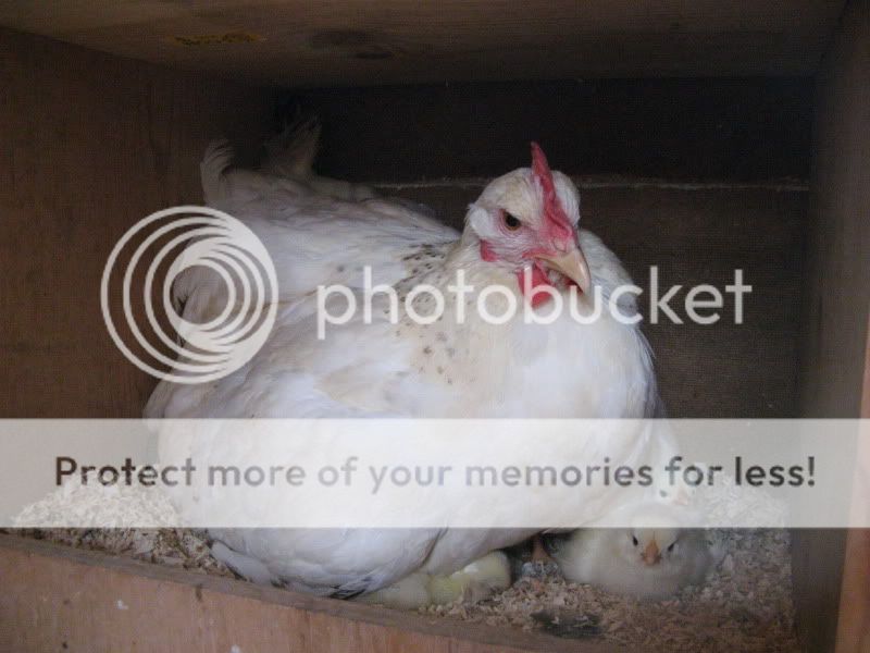 Chicks036-1.jpg