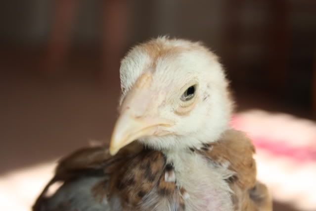 birdnov7019.jpg