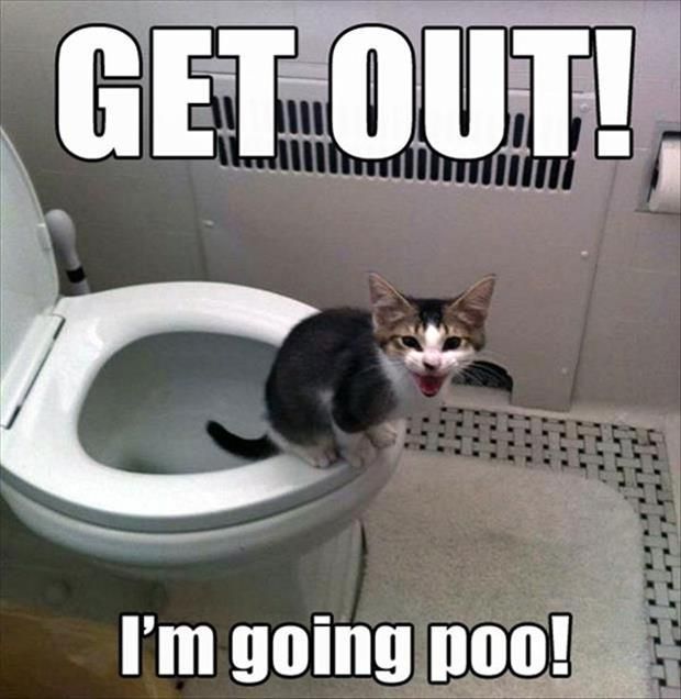68be77db4c0db5e405af8f1fc1752119--funny-things-funny-stuff.jpg