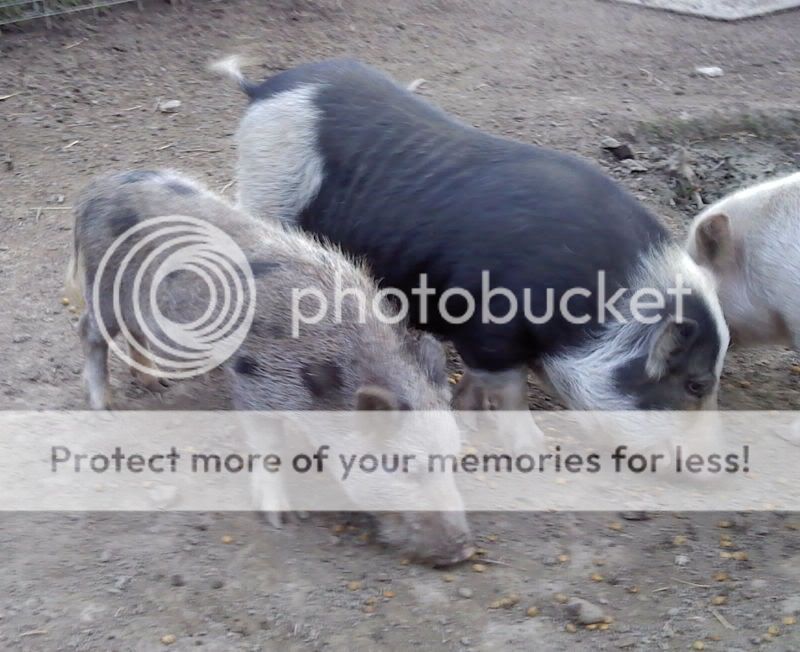 monte.jpg