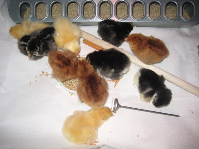 Chickens005.jpg