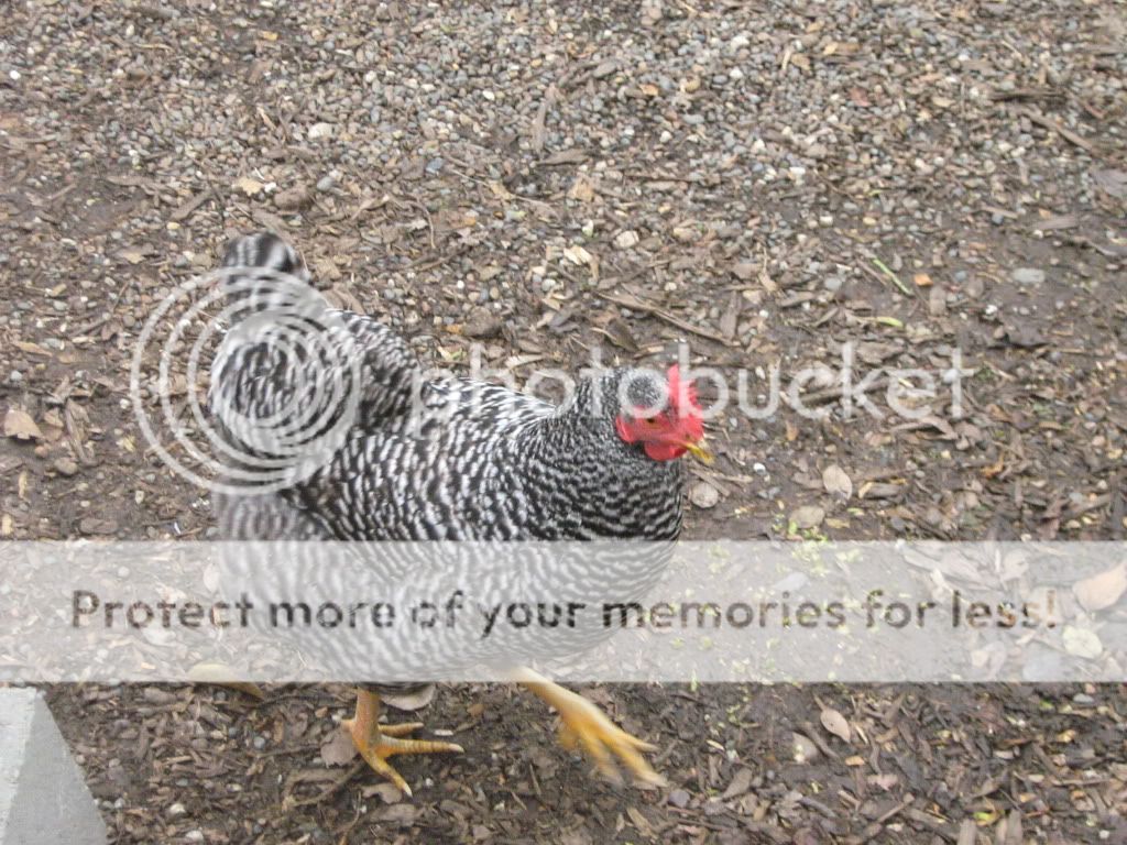Coop023.jpg