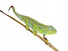 buy-elliots-chameleon.jpg