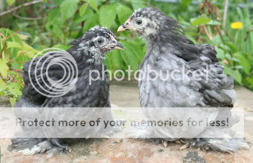 bluecochins.jpg