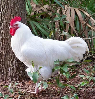 white-orpington-cockerel.jpg