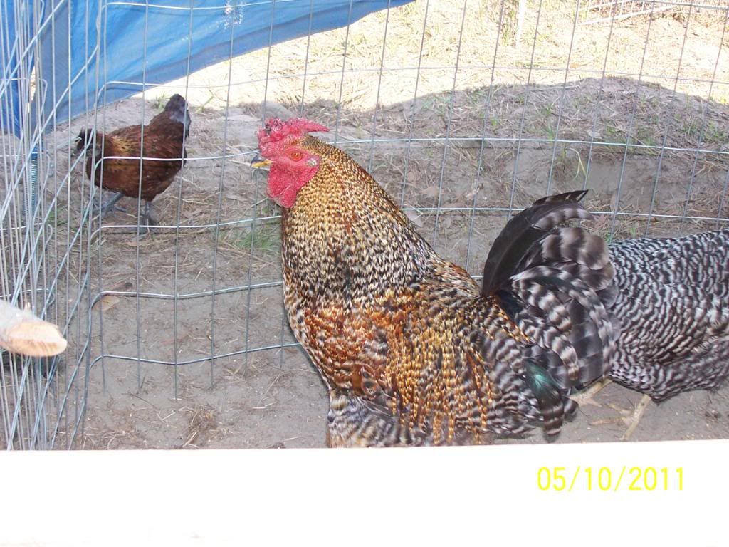 OurBirds090.jpg