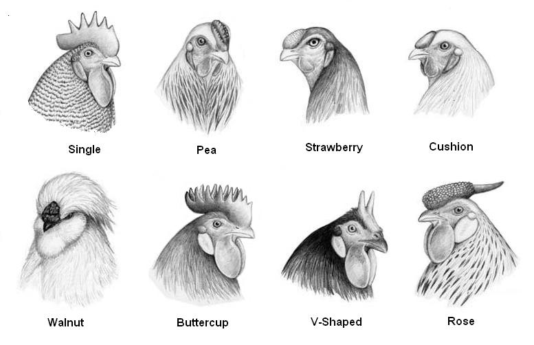 comb_types.jpg