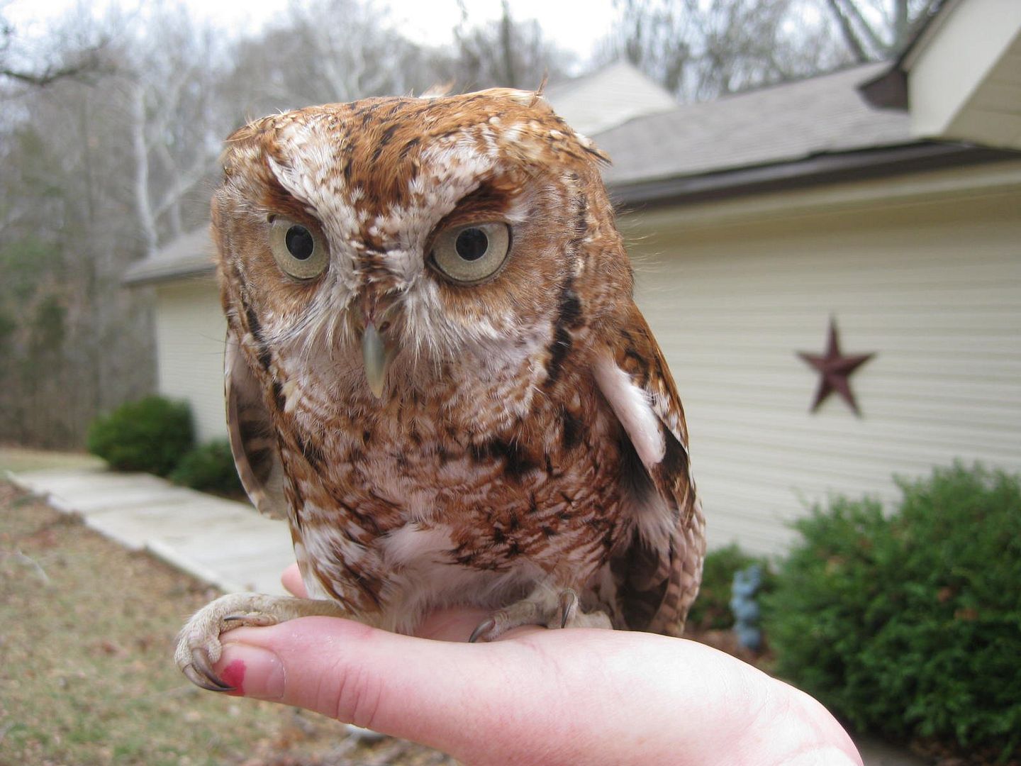 owl4.jpg