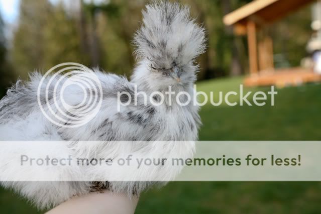 silkies0009.jpg