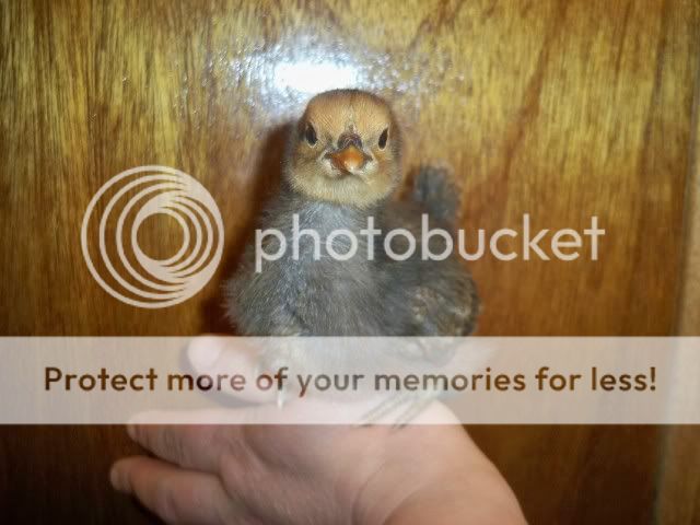 100_1258.jpg